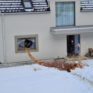Baum bohrt sich ins Fenster